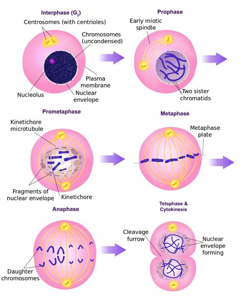 Stages Of The Cell Cycle Mitosis Interphase And Prophase Owlcation My Xxx Hot Girl