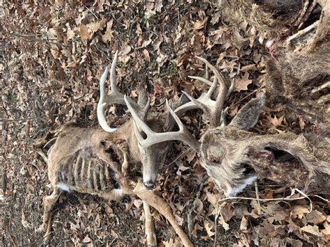Ohio Shed Hunter Finds Two Giant Whitetail Dead Heads Field And Stream