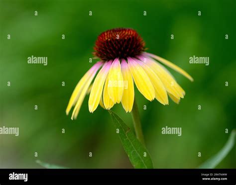 Single Flower Of Echinacea Butterfly Yellow Rainbow Marcella Stock