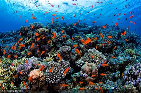 Underwater Seascape Photography