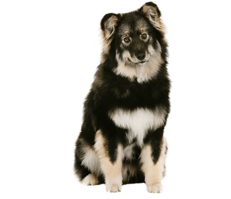 Finnish Lapphund Dog Breed Facts And Information Wag Dog Walking