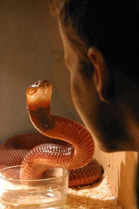 7 Shocking Snake Stories Snakes Cobras And Rattlesnakes Live Science