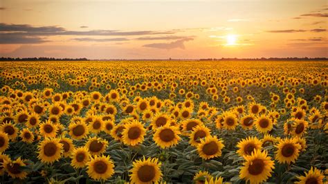 Download Sunset Nature Sunflower 4k Ultra Hd Wallpaper