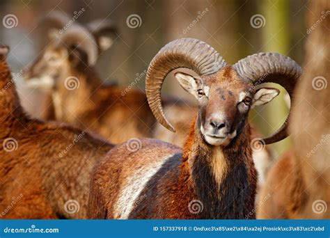Mouflon Ovis Orientalis Portrait Of Mammal With Big Horns Prague
