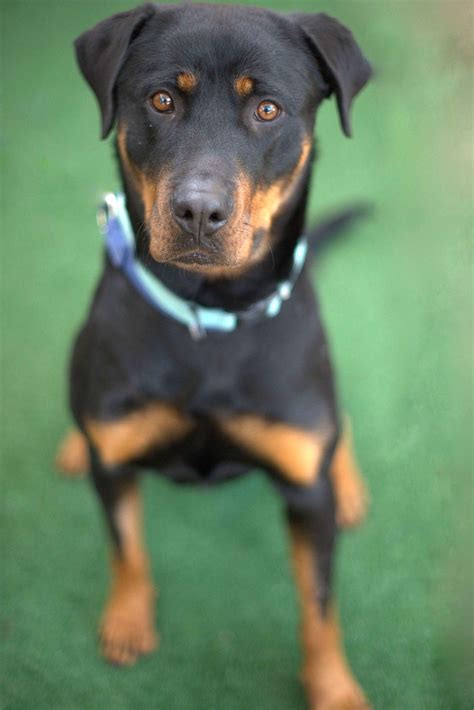 Blue Large Female Rottweiler Dog In Nsw Petrescue
