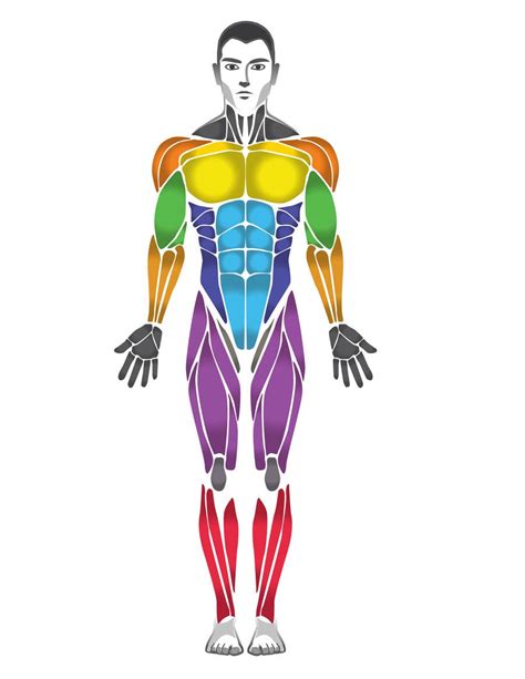 Female Back Muscle Chart Muscles Move And Support The Spine Female