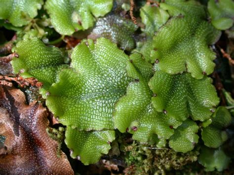 The moss is erect, while the liverwort and hornwort are flat and creeping. Snake liverwort • Conocephalum conicum - Biodiversity of ...