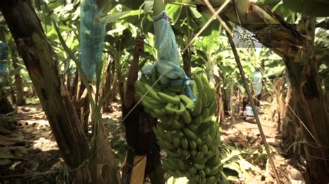 Guatemalan Bananas A New Story Youtube