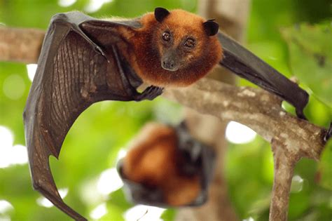 5 Reasons Why Bats Are The Best