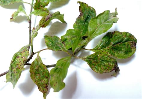 Pest Alert Spot Anthracnose Leaf Disease On Native Flowering Dogwoods