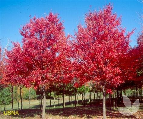 Acer Rubrum Fairview Flame Trees Speciality Trees