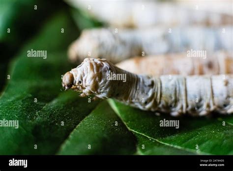 Group Heads Of Silk Worms Bombyx Mori Eating Mulberry Leaves With