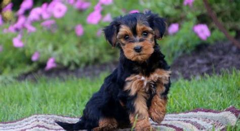 Yorkie Poomeet Cookie A Puppy For Adoption