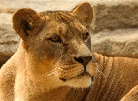 De wenn adam in eden neben dem edlen löwen und seiner löwin oder neben irgendeinem. Animals/loewin