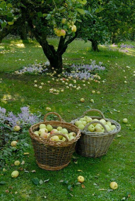 Pin By Sahar Fah On Beautiful Nature In 2020 Fruit Garden Fruit Tree
