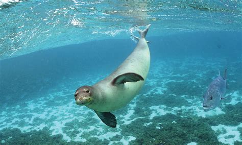 Hawaiian Monk Seal Marine Mammal Commission