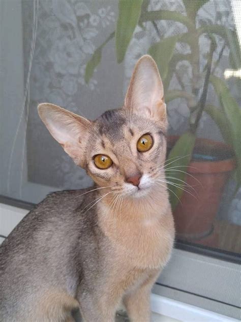 Abyssinian Girl Blue Abyssinian Cats Blue Girl Animals