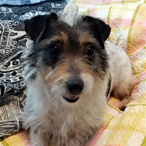 As a dog handler, you are responsible for supervising play, cleaning up after the dogs. Jack Russell Terrier dog for Adoption in St. Louis Park ...