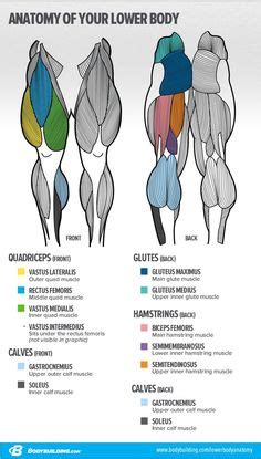 The best way to strengthen back muscles is in a static position. Major muscles of the body, with their COMMON names and SCIENTIFIC (Latin) names YOUR JOB is to ...