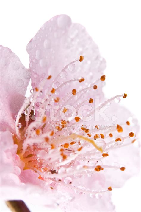 Peach Blossoms With Rain Drops Stock Photo Royalty Free Freeimages