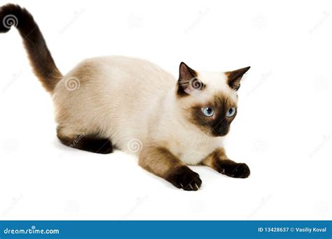 Siamese Cat Stock Image Image Of Small Playful Young 13428637