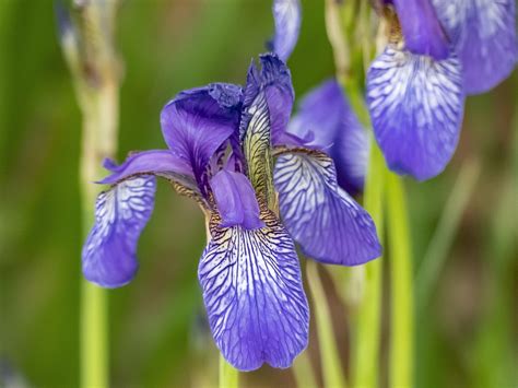 Iris Flores Púrpura Foto Gratis En Pixabay Pixabay