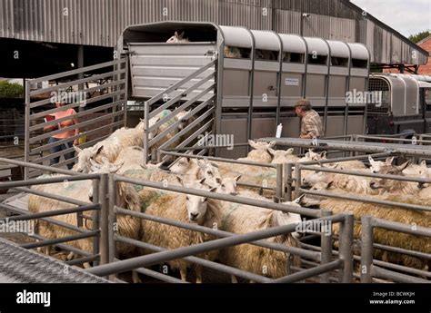 Farmer Unloading Sheep Ewes From Back Of Cattle Trailer At Sheep