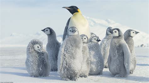 Penguin Hd Wallpapers Pixelstalknet