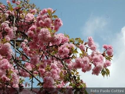 Fiore profumato multiuso sfumature di dalia. Prunus (Ciliegio da fiore), alberi della famiglia delle ...