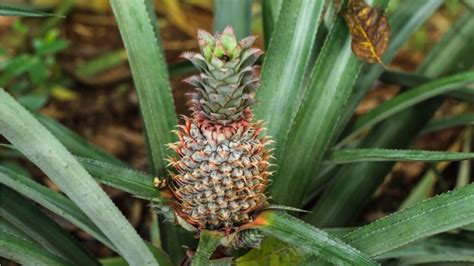 Ananaspflanze Pflegen Pflegetipps Und Standortwissen Kompakt