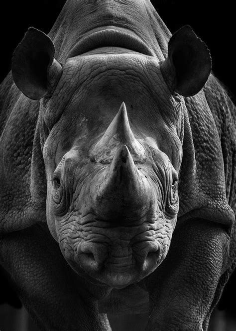 Homepage Of Wolf Ademeit Photographer Animals Rhino Animal Animals
