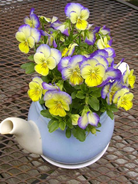 Plant Some Pansies In An Old Teapot For A Cute Display Outdoors Photo