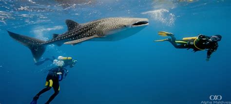 Swimming With Whale Sharks In The Maldives