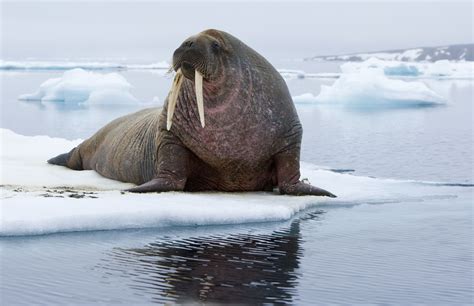 8 Facts About The Wonderful Walrus