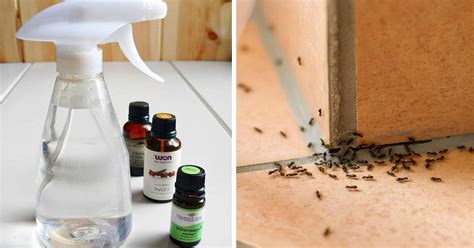 4 Répulsifs Anti Insectes Maison Pour éloigner Fourmis Mouches Puces