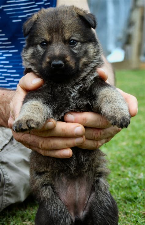 Sarskilda Working Line German Shepherd Dogs Home