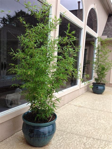 Check out our bamboo pot selection for the very best in unique or custom, handmade pieces from our indoor planters shops. Life According to Lenetta: Planting Running Black Bamboo ...