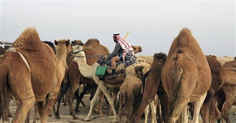 Even Camels Struggle To Survive In War Torn Dry Iraq Al Monitor Independent Trusted