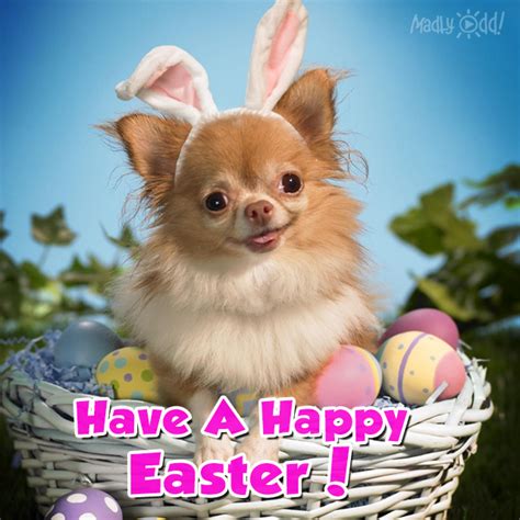 Cute Happy Easter Dog Pictures Photos And Images For