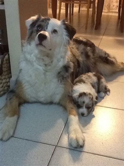 2875 x 3781 jpeg 713 кб. 90 best images about Australien Shephert Blue merle on ...