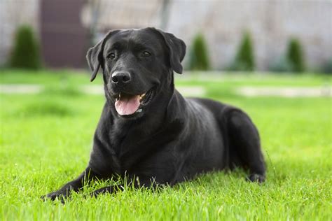 23 Popular Black Dog Breeds