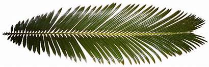 Palm Texture Leaves Tree Fronds Animated Transparency