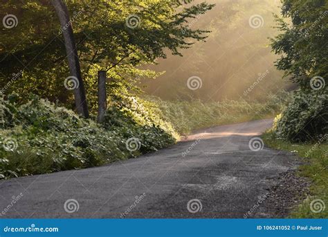 Sunbeams Through The Trees On A Country Road Stock Photo Image Of