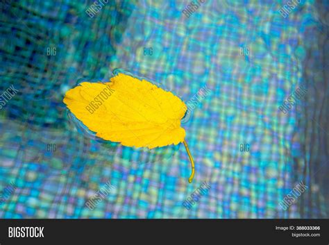 Yellow Leaf Floats Image And Photo Free Trial Bigstock
