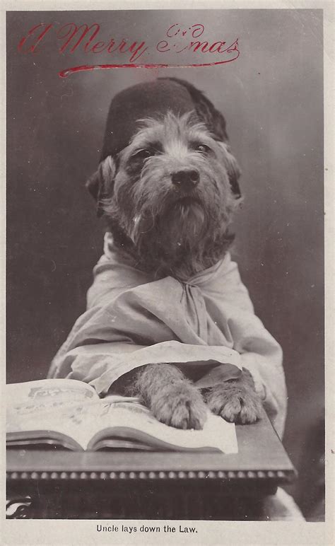 Dog Wif Hat 1913 Not Everyone Can Pull Off A Fez Dogwifhatgang