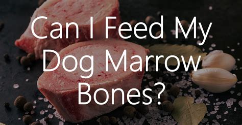 Can I Feed My Dog Marrow Bones Whitney Living