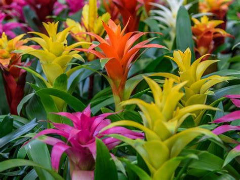 All about bromeliads indoor & outdoor bromeliad care. Guzmania Plant Info: Learn About The Care Of Guzmanias