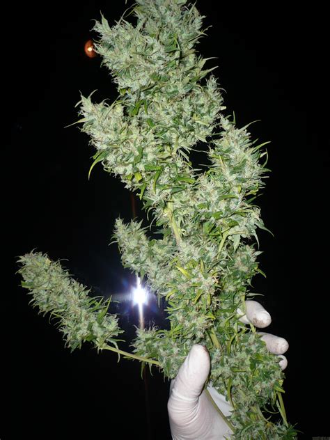 Not for the black widow. Black Widow (by Mr Nice Seedbank) :: SeedFinder :: Info de ...