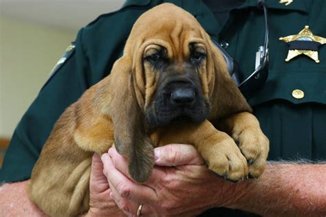 Srsos New Bloodhound Puppy Has A Name And It Is
