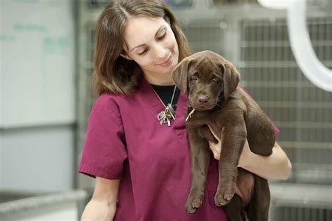 Veterinary Assistant Job Description What Does A Veterinary Assistant